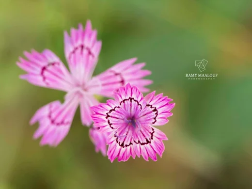 Dianthus strictus subsp. multipunctatus