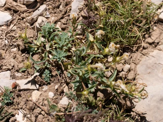 Linum toxicum
