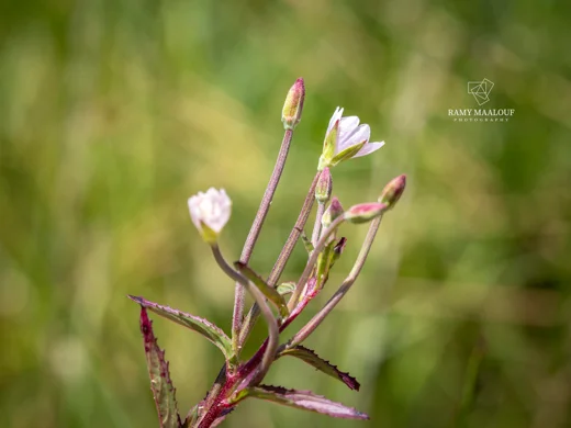 Epilobium parviflorum