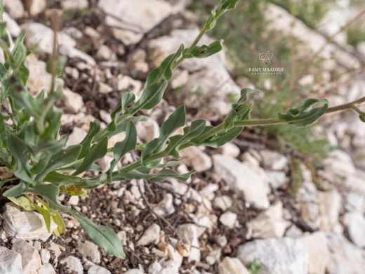 Cynoglossum cedrorum