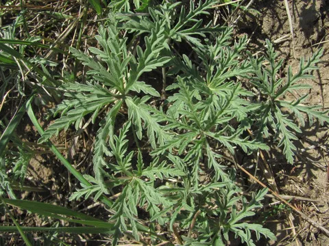 نسب المصنف - غير تجاري 4.0 دولي (CC BY-NC 4.0)- i naturalist.