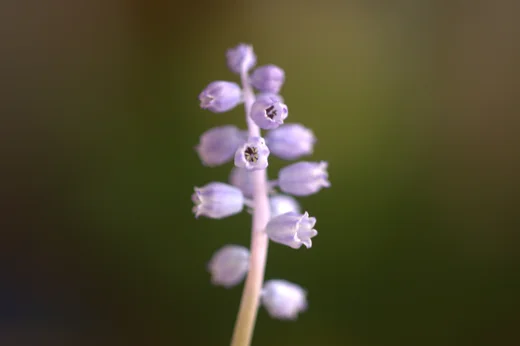 Muscari parviflorum