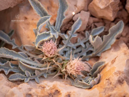 Myopordon pulchellum