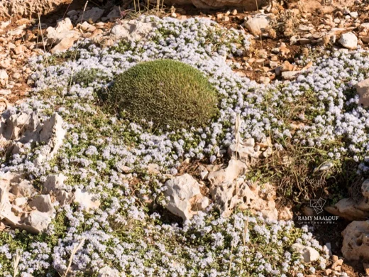 Ziziphora clinopodioides subsp. clinopodioides