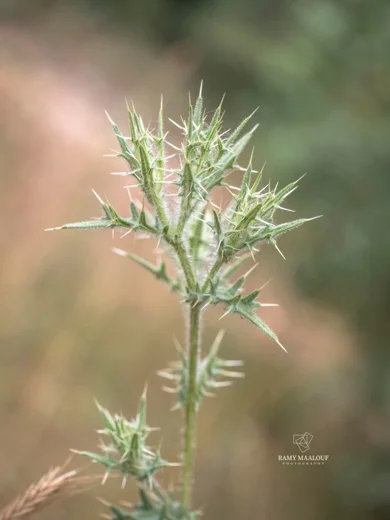 Cirsium phyllocephalum