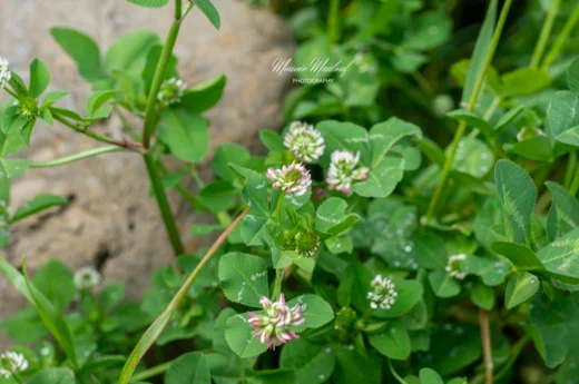 Trifolium nigrescens subsp. petrisavii
