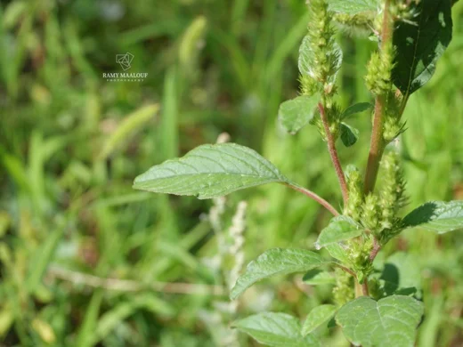 Amaranthus retroflexus