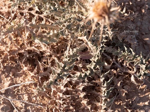 Onopordum blancheanum