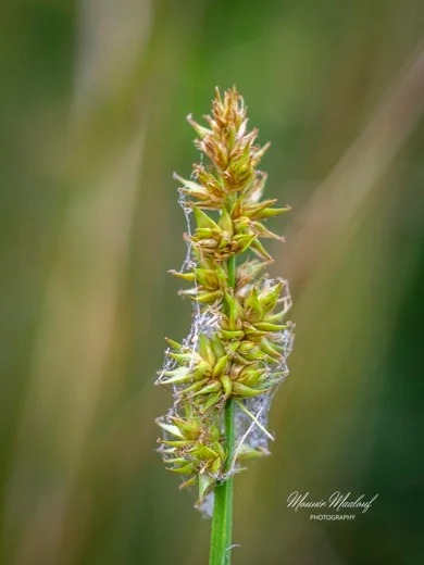 Carex otrubae