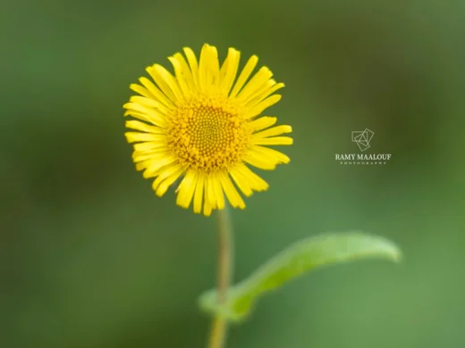 رعراع أيوب
