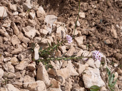 مشعلية قلبية