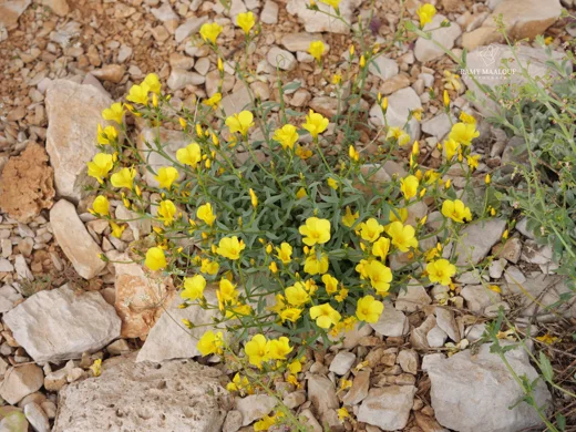 Linum mucronatum subsp. orientale