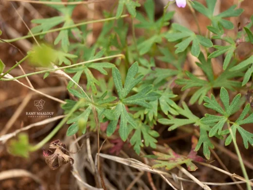 Geranium columbinum