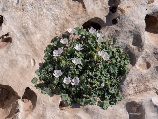 Geranium makmelicum