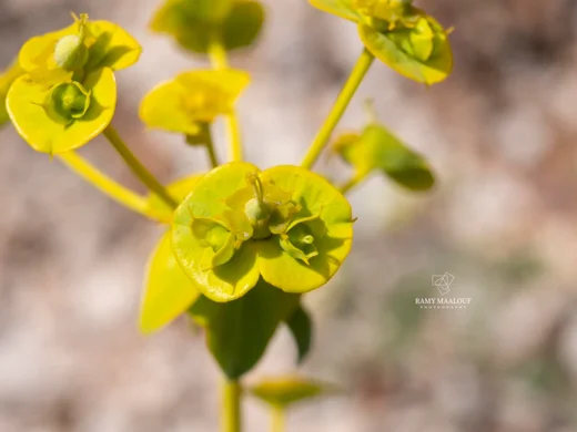 Euphorbia macroclada