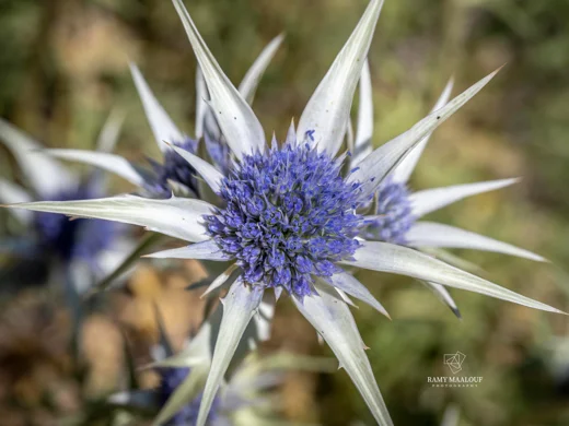 Eryngium heldreichii