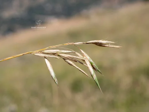 Bromus tomentellus