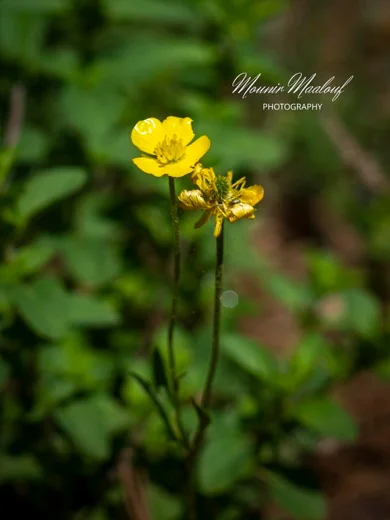 Ranunculus paludosus