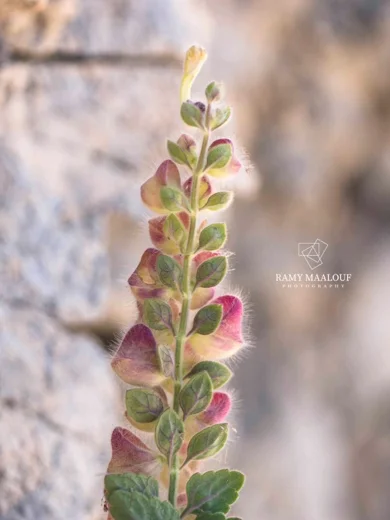 Scutellaria utriculata