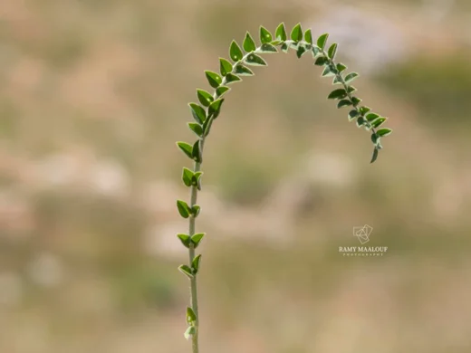 قتاد صنوبري