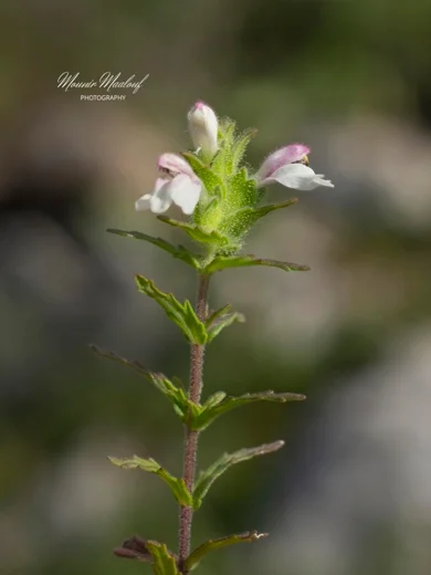 Bellardia trixago