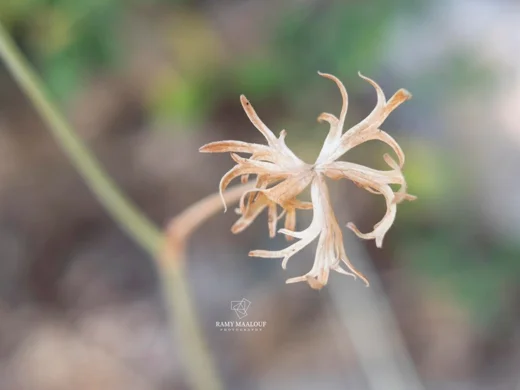 Lotus gebelia subsp. libanoticus