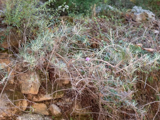 Ptilostemon chamaepeuce