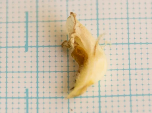 Orobanche palaestina