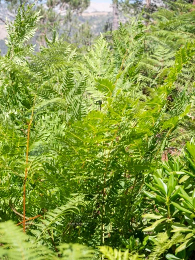 Osmunda regalis