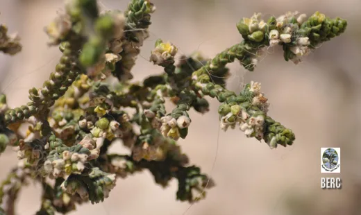 متنان