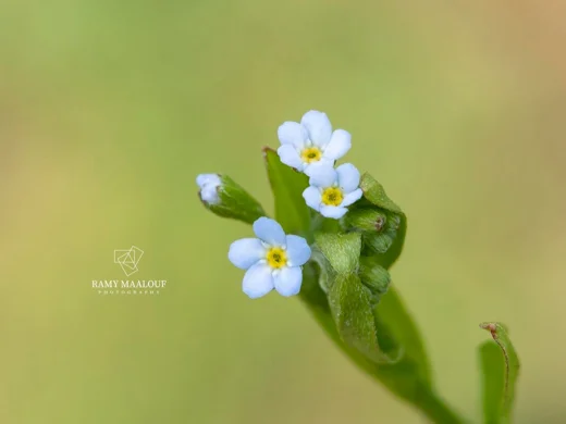 Myosotis laxa subsp. cespitosa