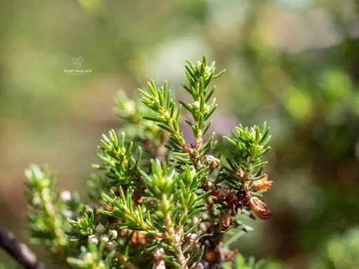 Erica manipuliflora