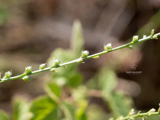 Anarrhinum orientale