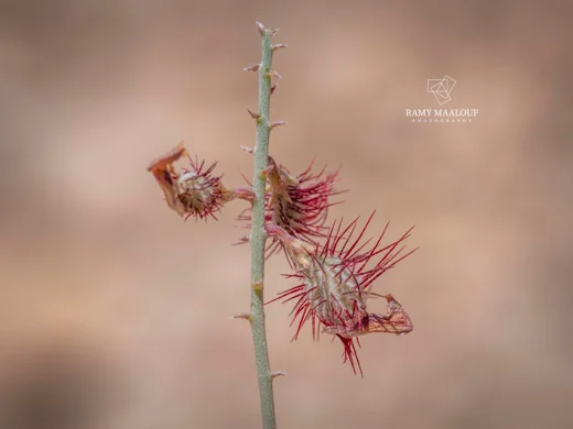 Hedysarum coelesyriacum