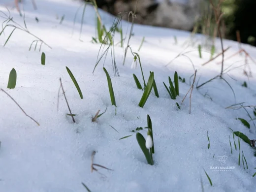 Galanthus fosteri