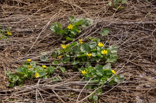 Ranunculus ficaria subsp. ficariiformis