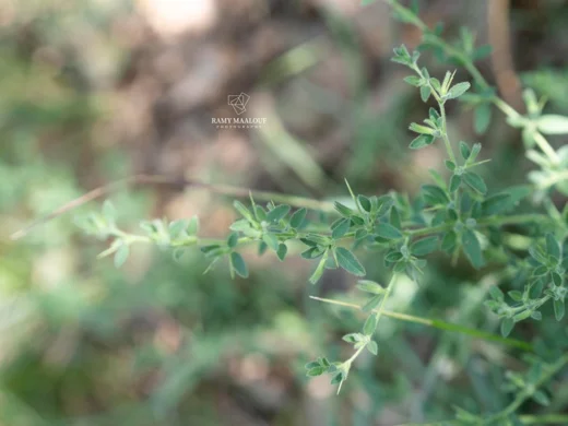 Ononis spinosa subsp. leiosperma