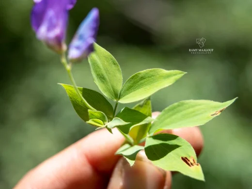 Lathyrus laxiflorus subsp. laxiflorus