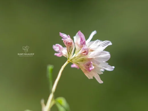 Trifolium erubescens