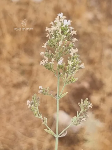 Micromeria fruticosa
