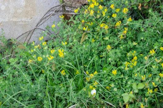 Carex flacca