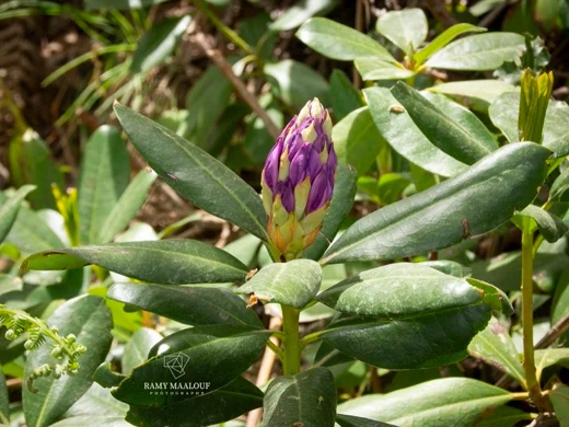 Rhododendron ponticum subsp. ponticum