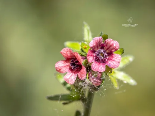 Cynoglossum cedrorum