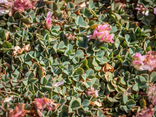 Trifolium modestum