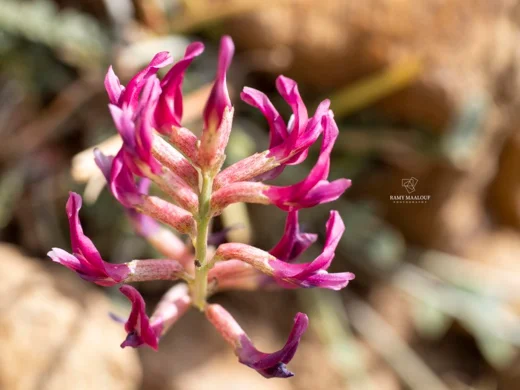 Astragalus angulosus