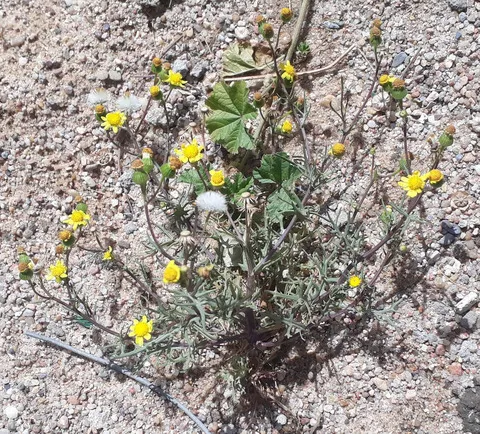 نسب المصنف - غير تجاري 4.0 دولي (CC BY-NC 4.0)- i naturalist.