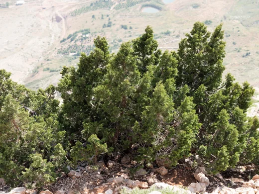 Juniperus excelsa