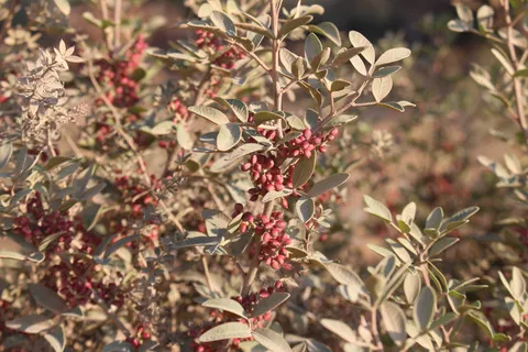 الثمار و الأورق، شهر تشرين الثاني. هذه الصورة مرخصة تحت المشاع الاٍبداعي نسب المصنف - غير تجاري 4.0
