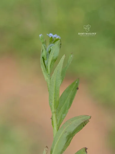 Myosotis laxa subsp. cespitosa
