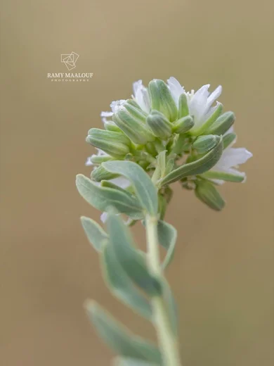 Telephium imperati subsp. orientale